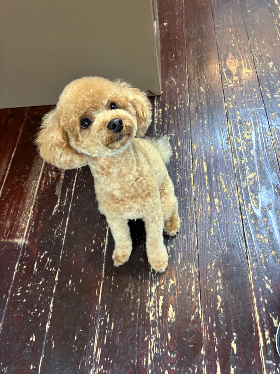 ラキちゃん🐩