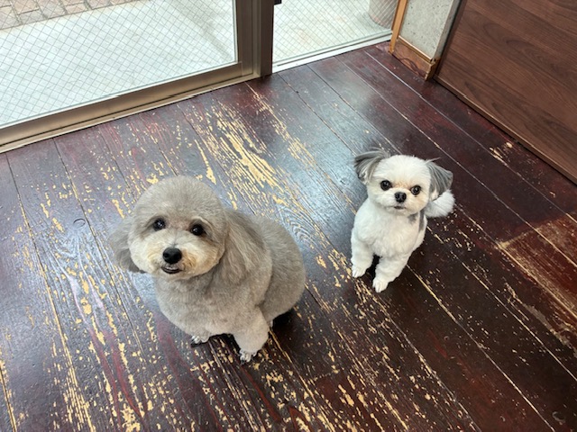 つくしちゃんと豆大福ちゃん🐶🐶