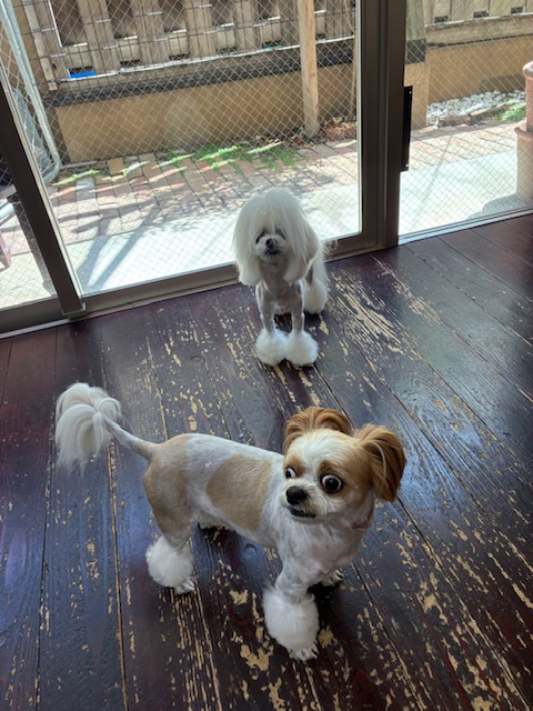 レオンちゃんとスカイちゃん🐶🐶