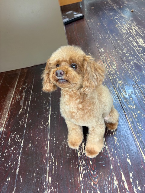 テオちゃん🐩