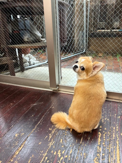 アニーちゃん🐶