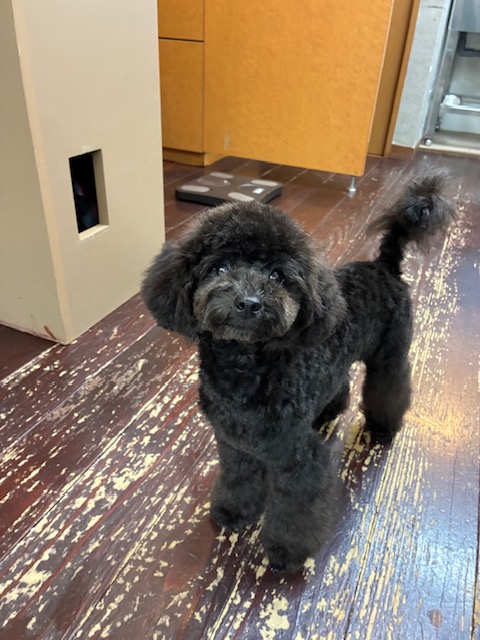 夏ちゃん🐩