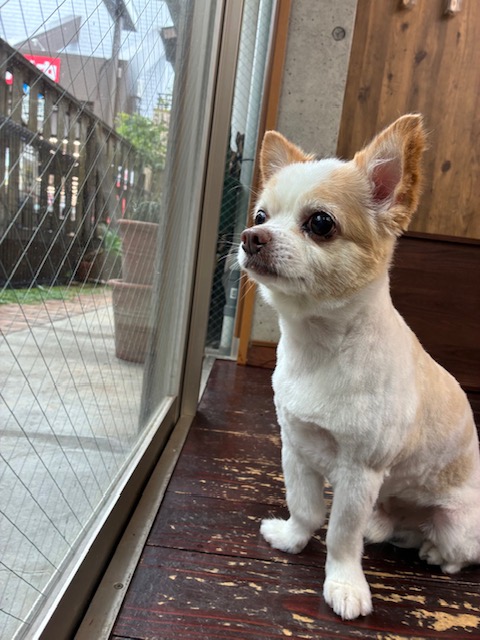 にこちゃん🐶