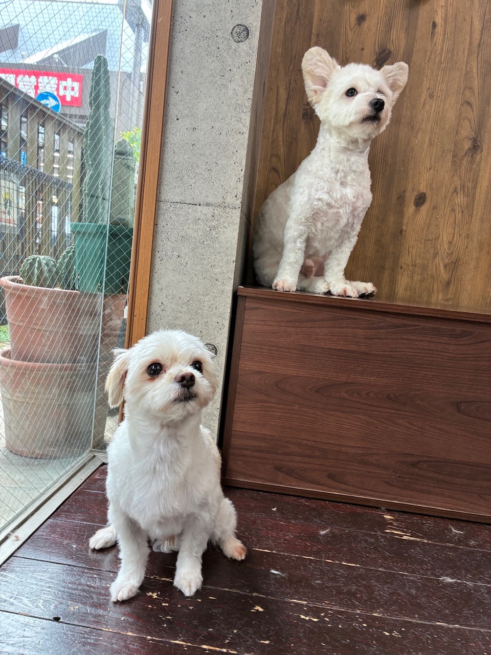 サンちゃんとハクちゃん🐶🐶
