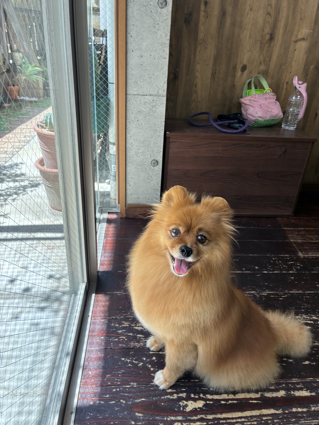 ぐりちゃん🐶