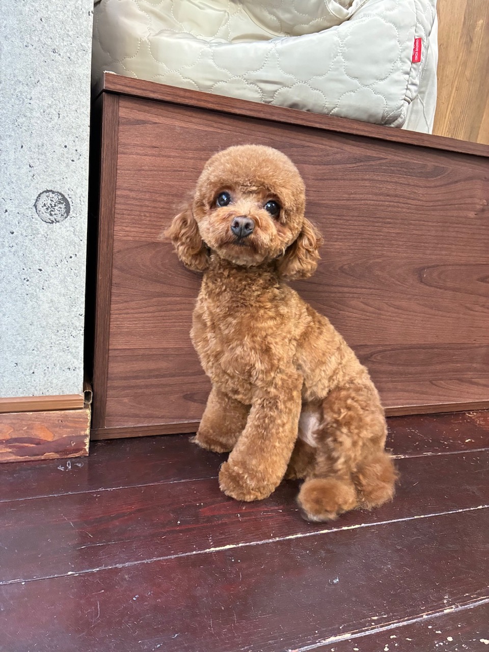 ぽんずちゃん🐩