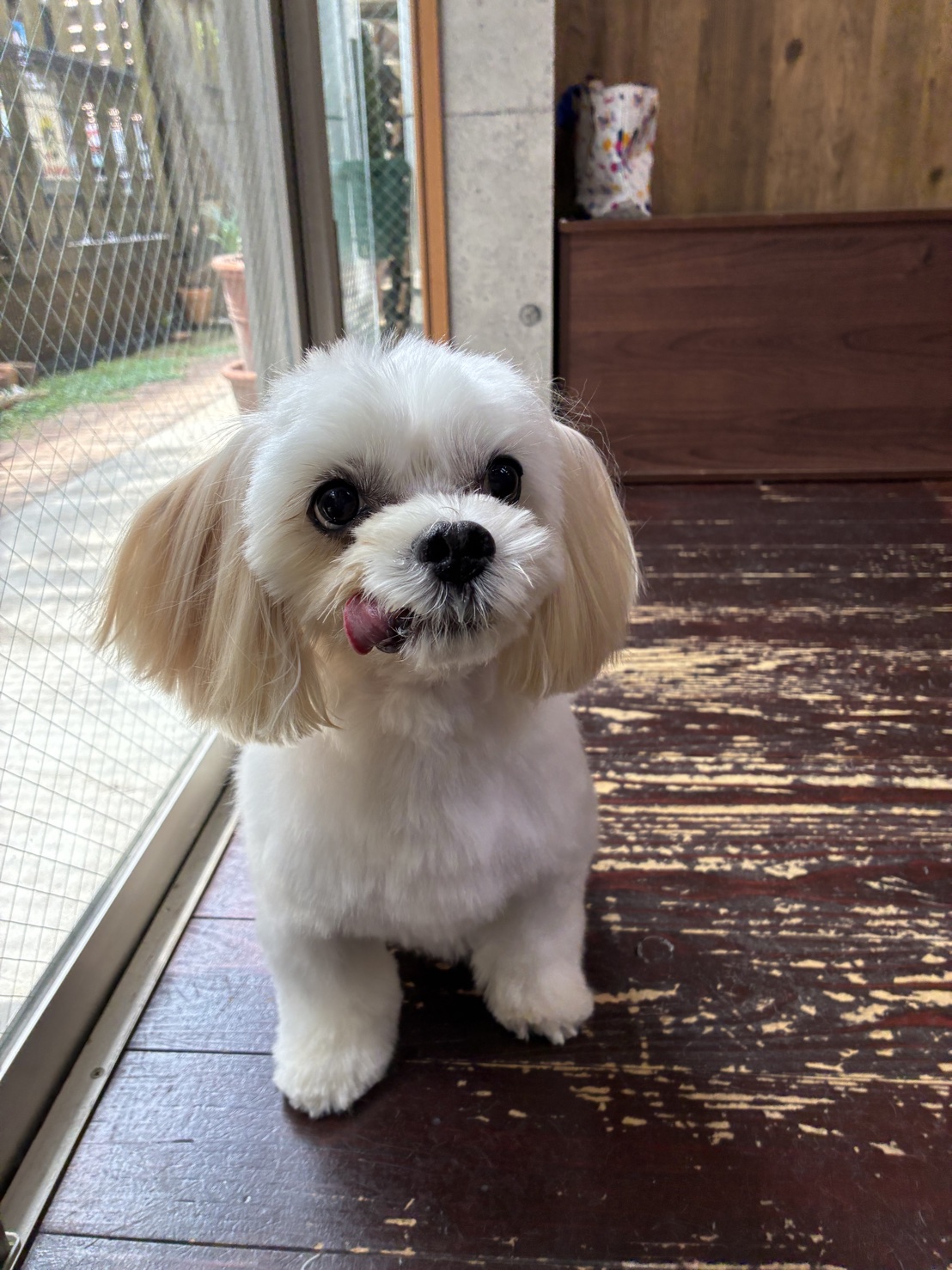 ケラちゃん🐶