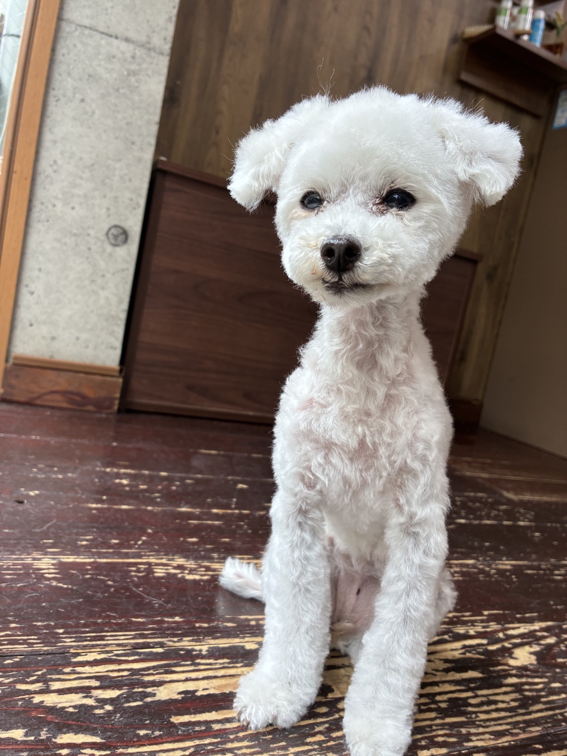 ましゅちゃん🐩