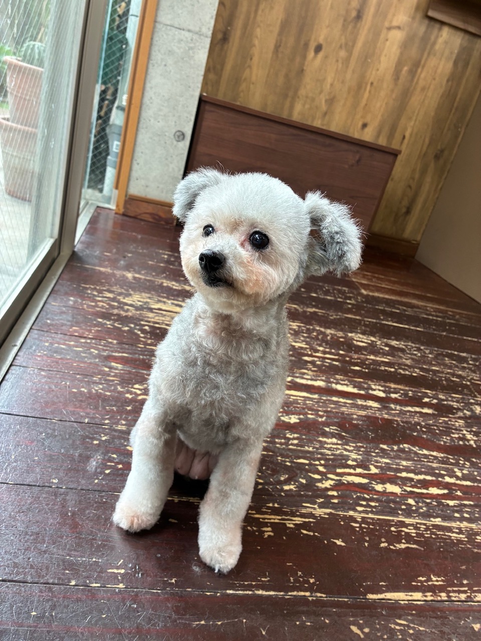 シルキーちゃん🐩