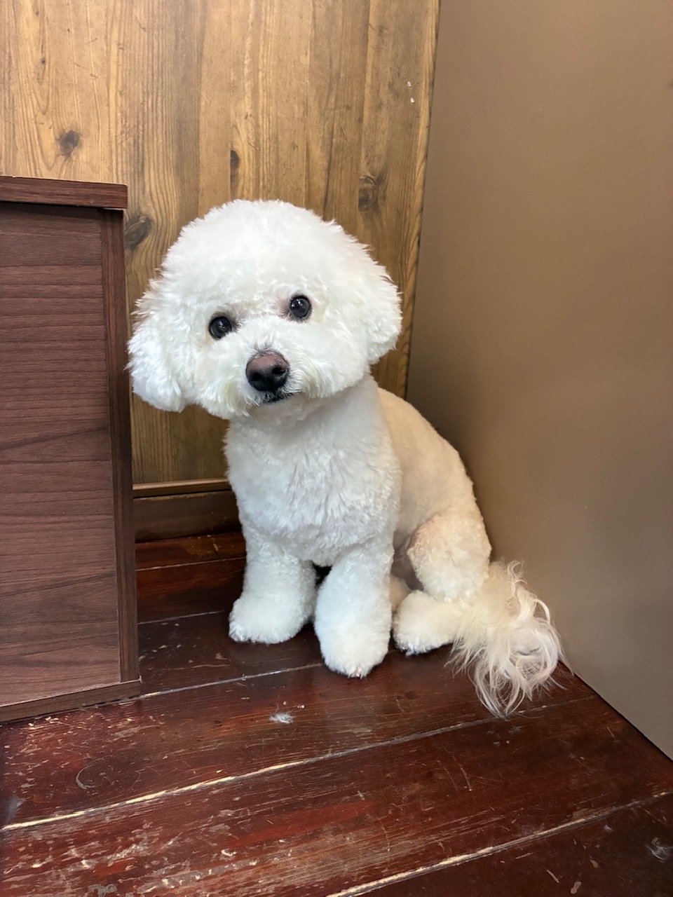 エテちゃん🐶