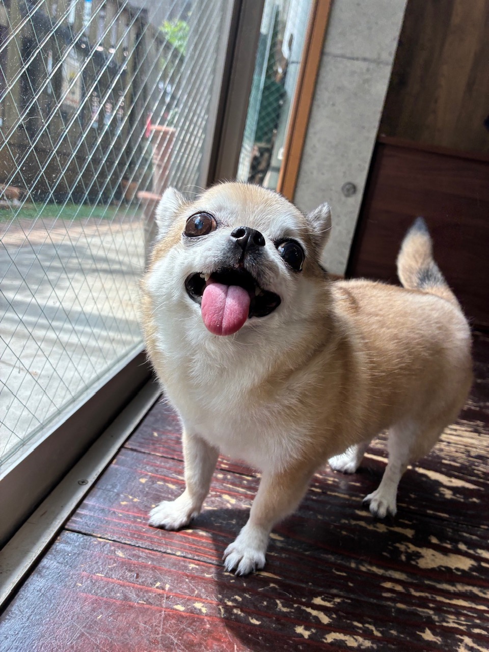 テトちゃん🐶