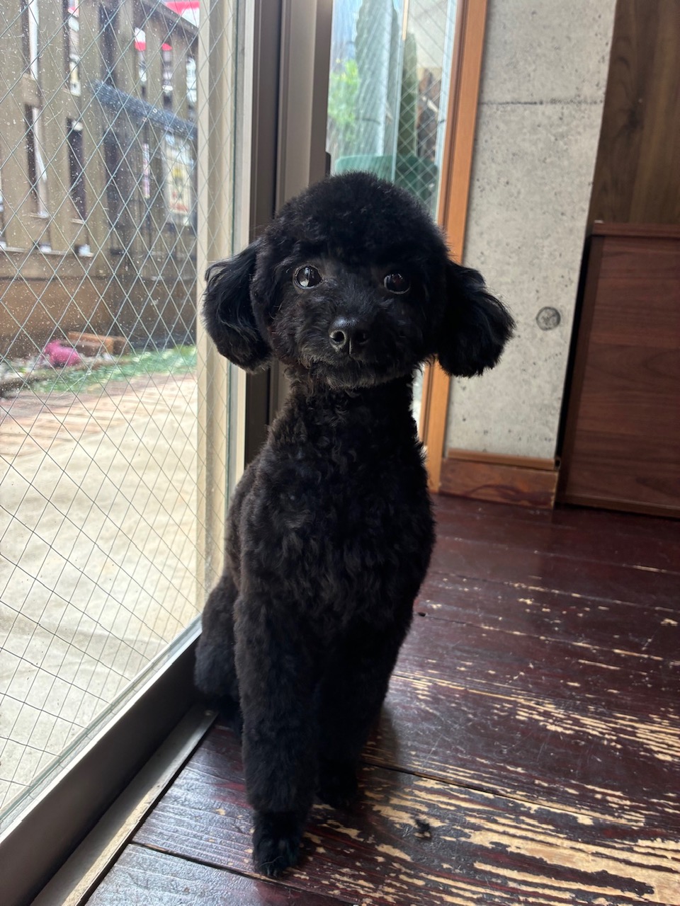 ネロちゃん🐩