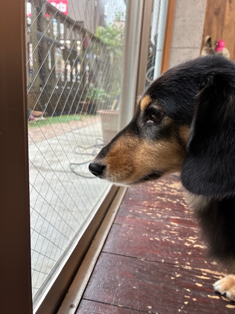 ホーリーちゃん🐶