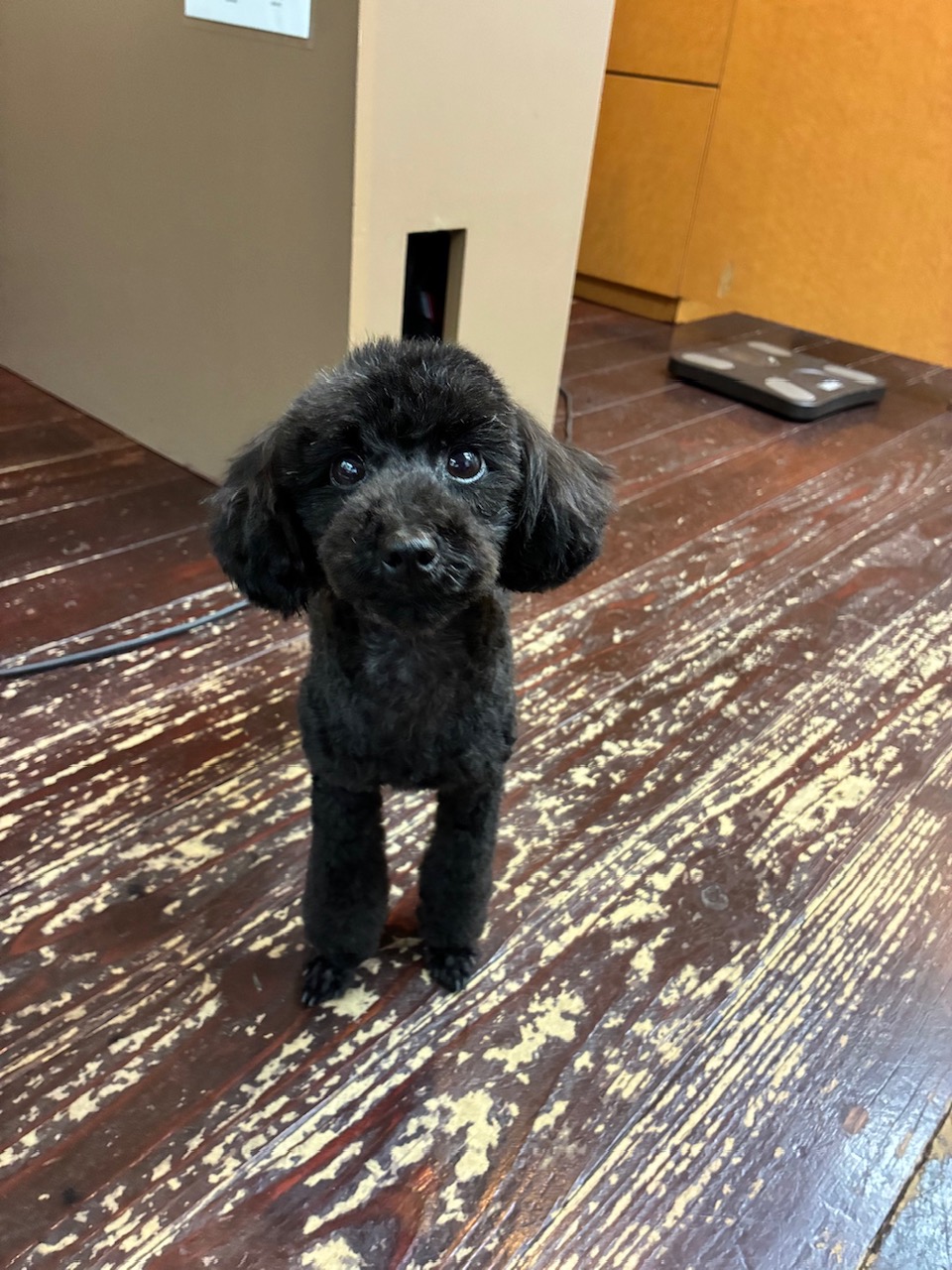ロイちゃん🐩