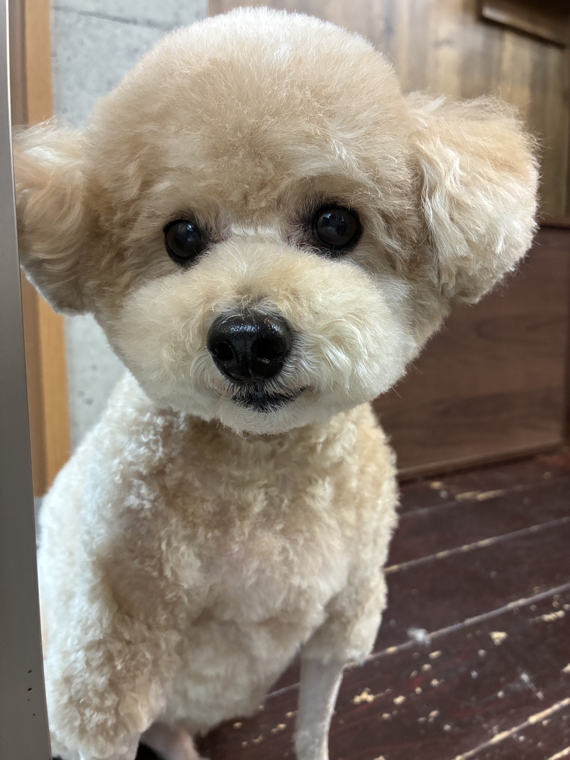 チップちゃん🐩