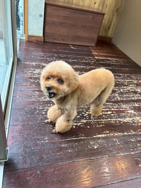 ここあちゃん🐩