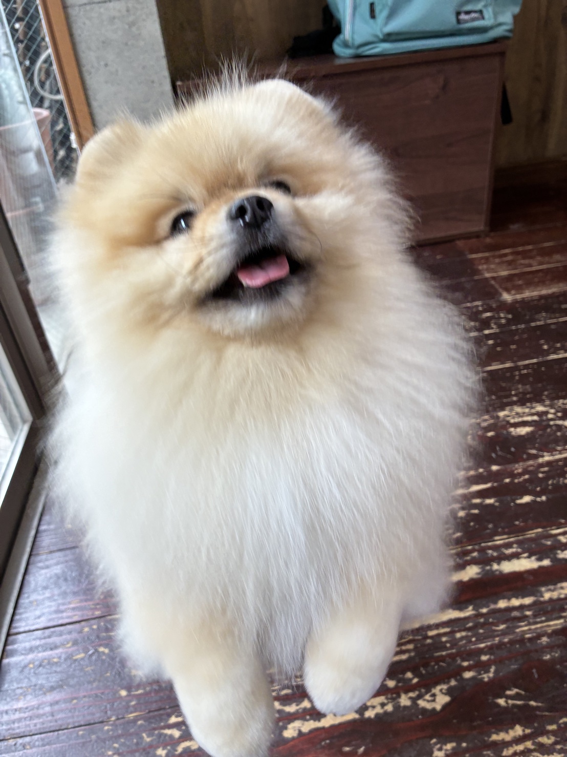 ふぅちゃん🐶
