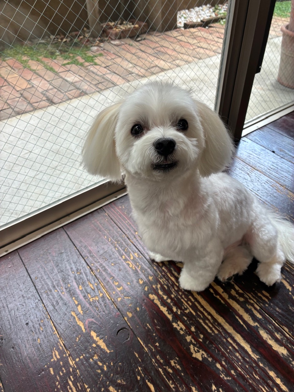優ちゃん🐶