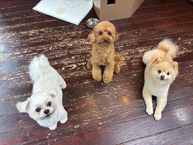 Fuuuちゃんとニコちゃんとペコちゃん🐶🐶🐶