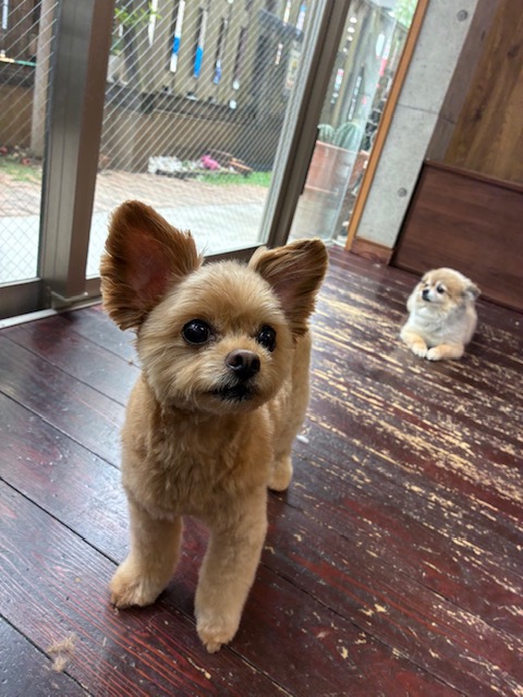 イルちゃんとアムちゃん🐶🐶