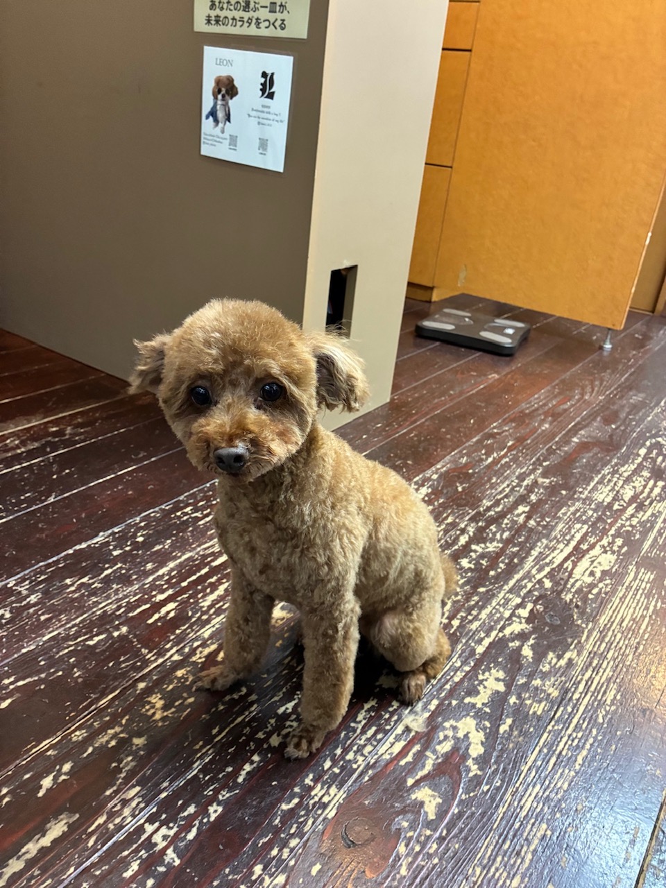 ペコちゃん🐩