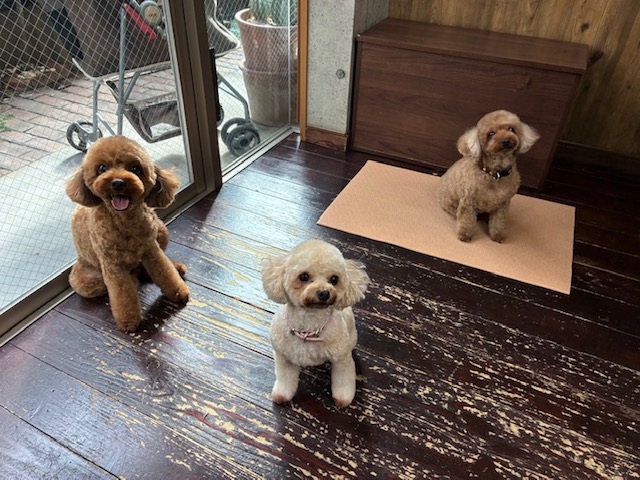ニコ＆シエル＆チャコちゃん🐩🐩🐩