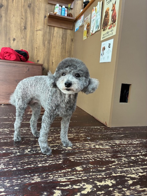 オハナちゃん🐩