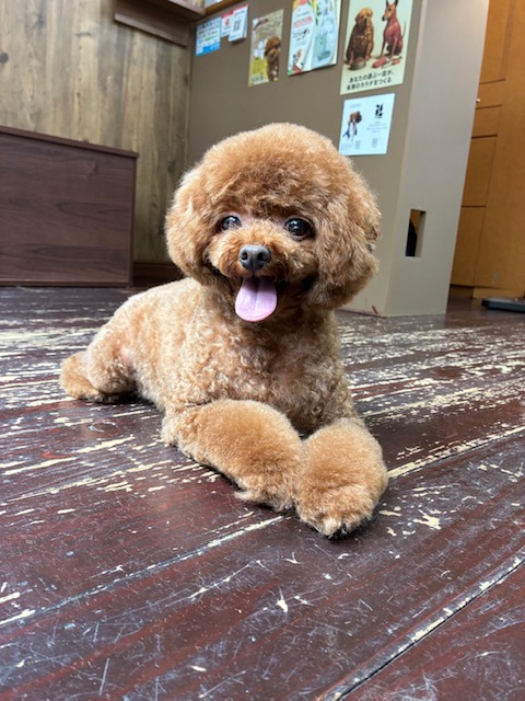 ラルちゃん🐩