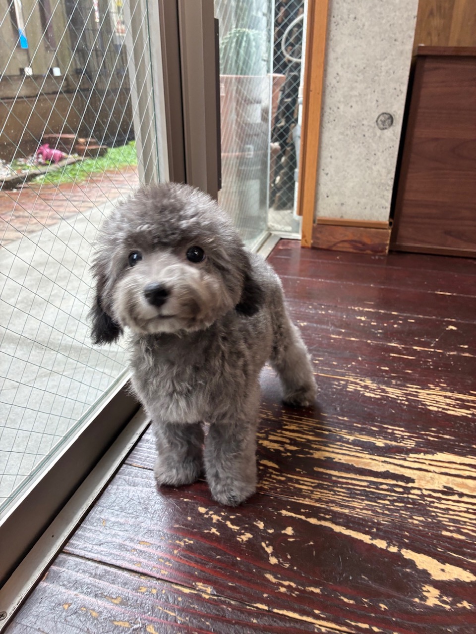 ソロちゃん🐩