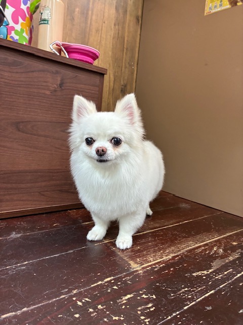 奏太ちゃん🐶