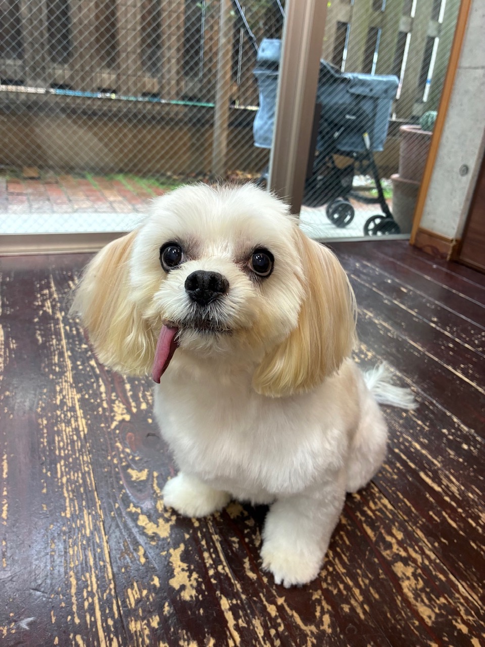 ケラちゃん🐶