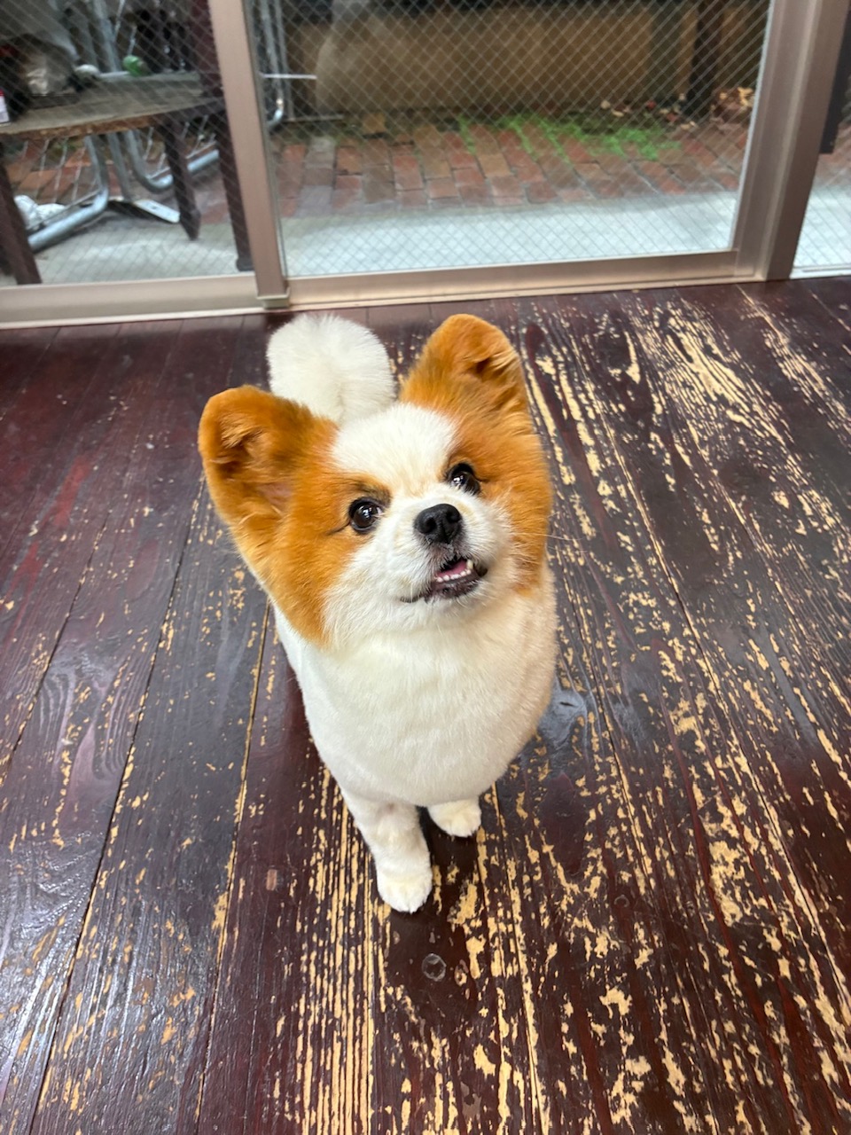 うにちゃん🐶