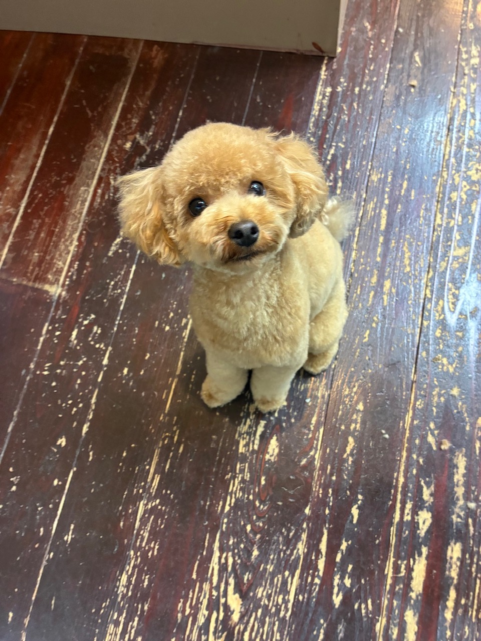 ラキちゃん🐩