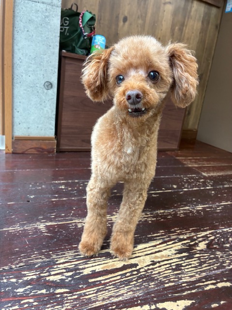 テオちゃん🐩
