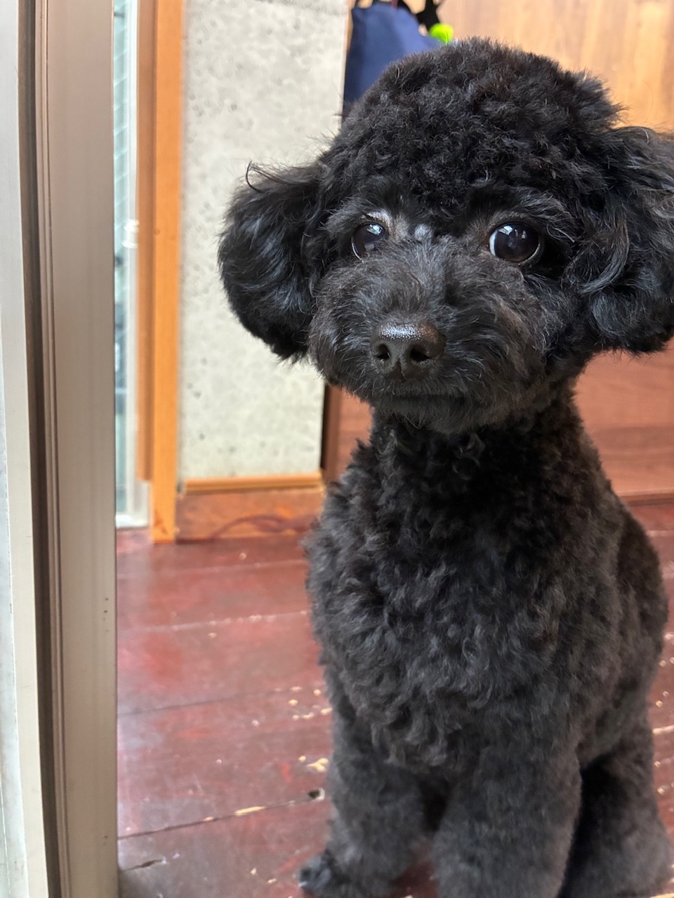 ネロちゃん🐩