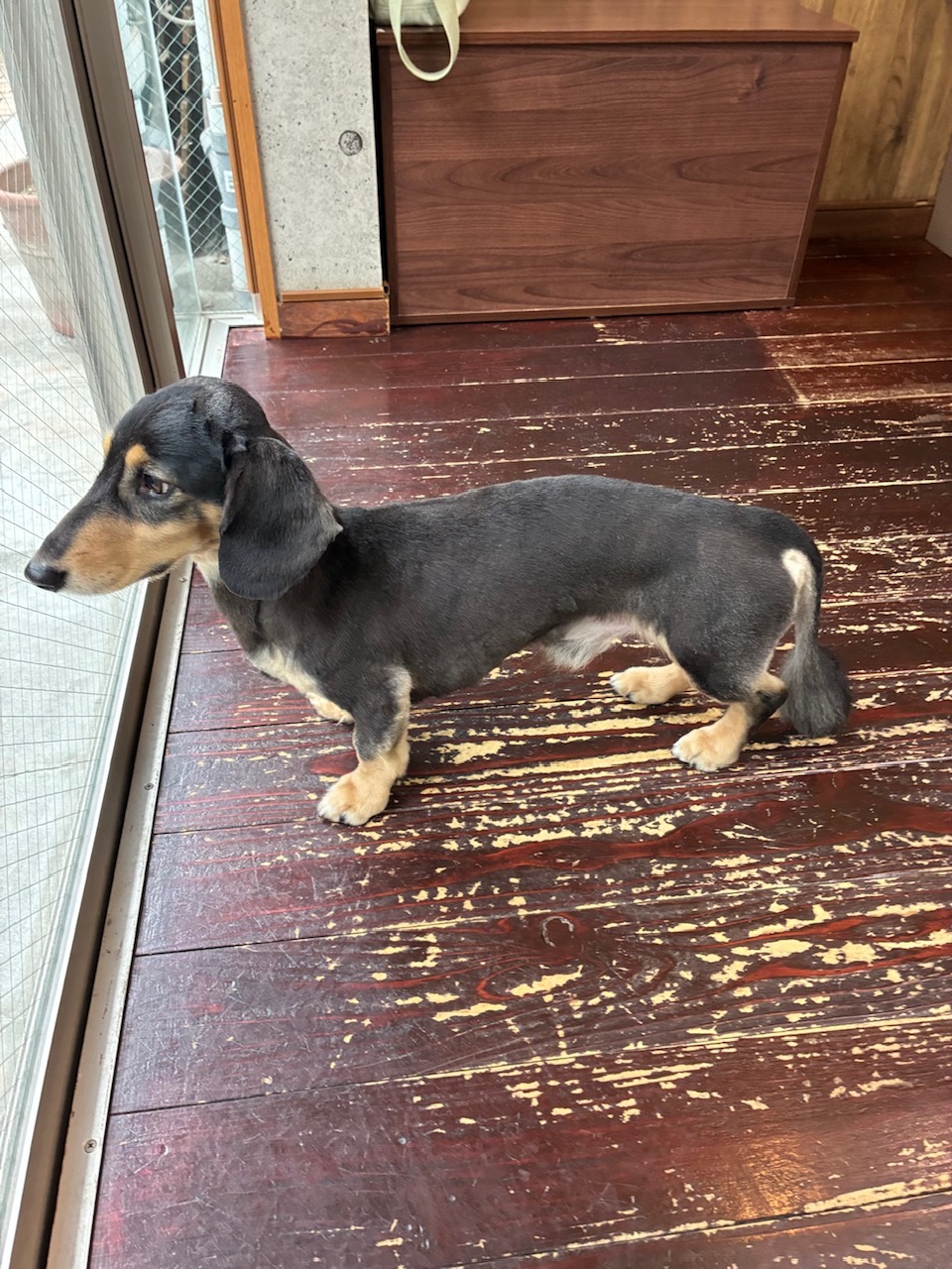 ホーリーちゃん🐶
