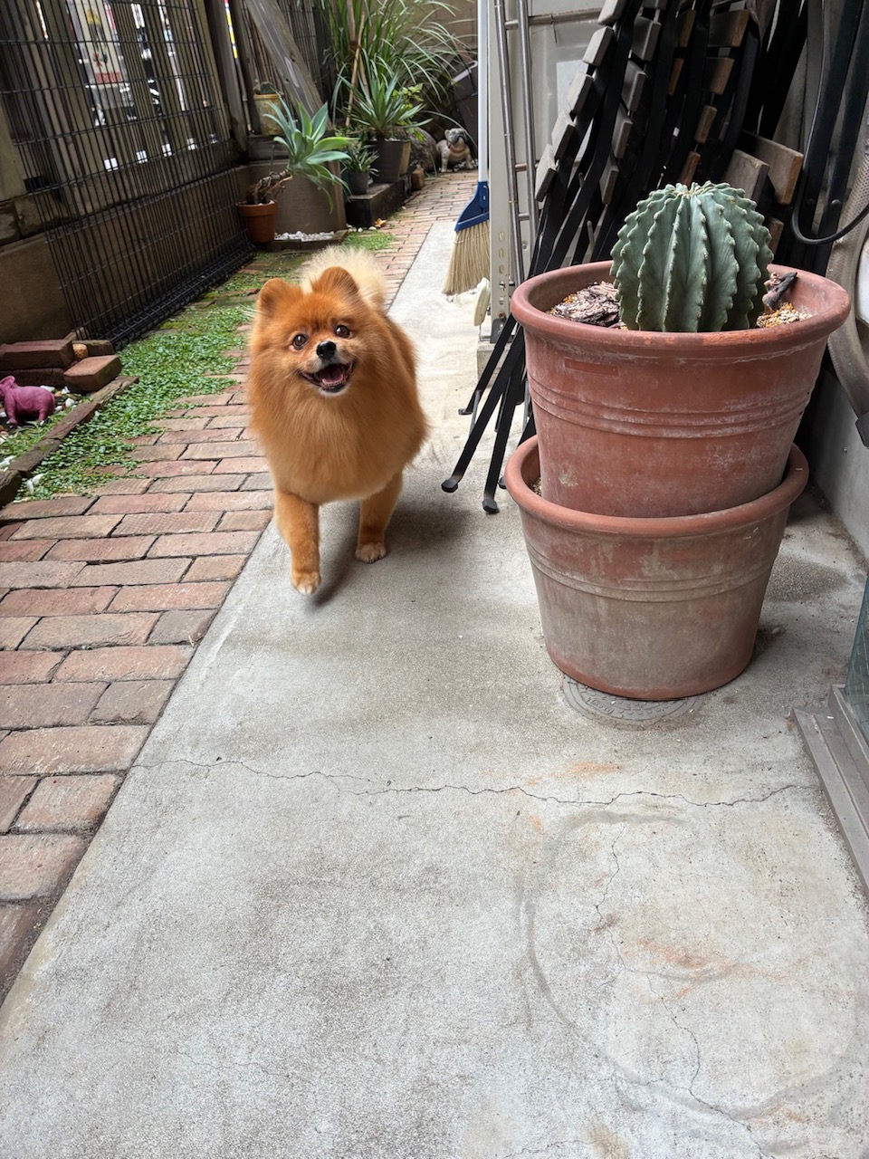 ぐりちゃん🐶