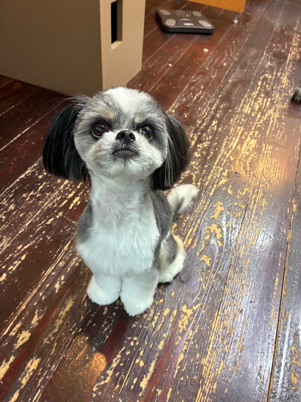 ハチちゃん🐶
