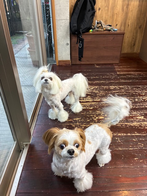 レオンちゃんとスカイちゃん🐶🐶