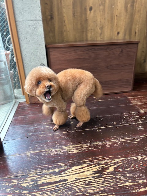 ここあちゃん🐩