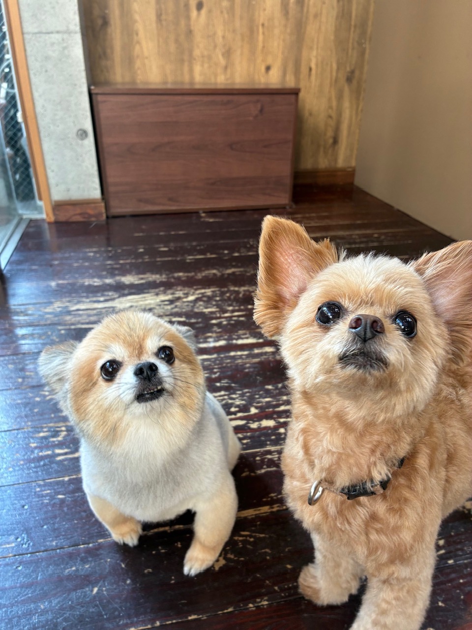 イルちゃんとアムちゃん🐶🐶