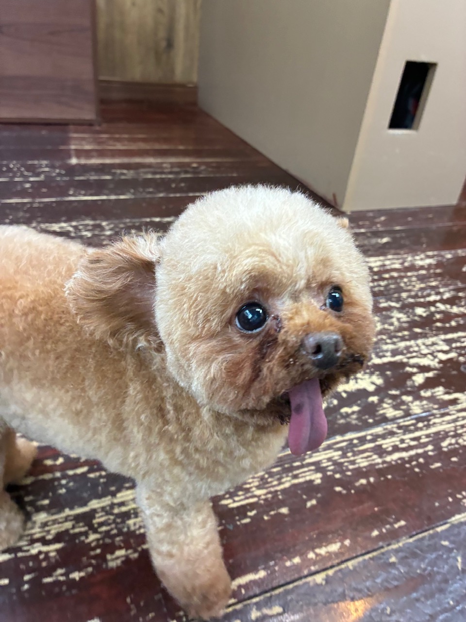 バンビちゃん🐩