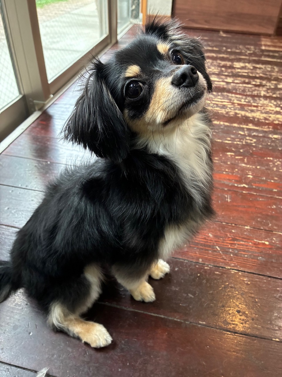 ココちゃん🐶