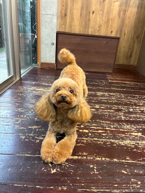 ひまるちゃん🐩