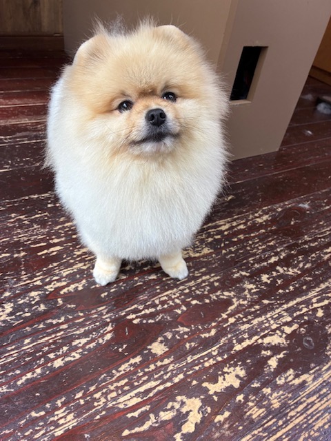 ふぅちゃん🐶