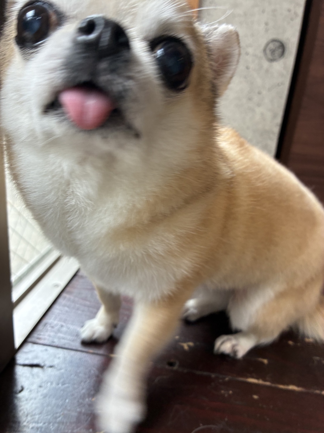 テトちゃん🐶