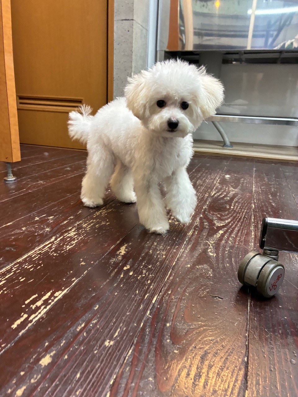 カイトちゃん🐩