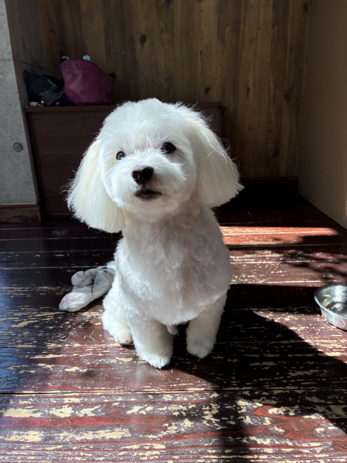 優ちゃん🐶