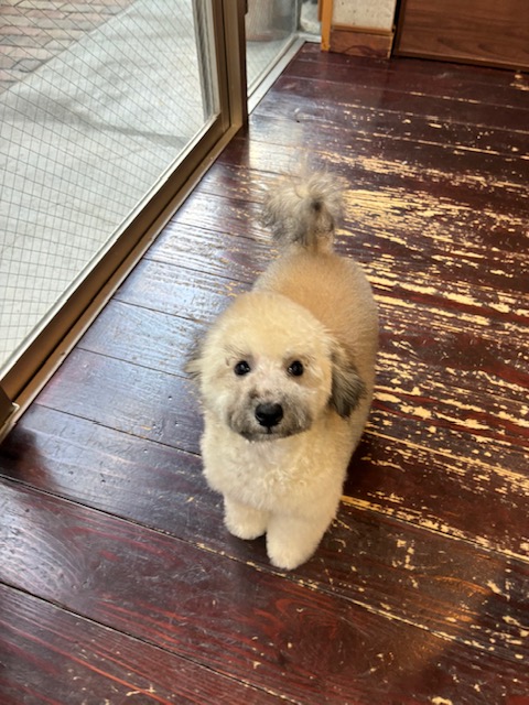 琴ちゃん🐩