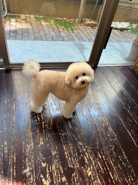 ベイリーちゃん🐩